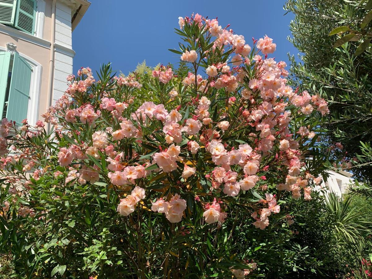 Domaine De L'Aufrene Bed & Breakfast Hyères Dış mekan fotoğraf