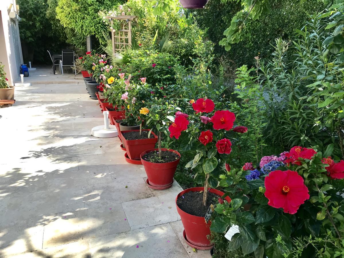Domaine De L'Aufrene Bed & Breakfast Hyères Dış mekan fotoğraf